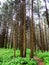 Evening road in a mysterious pine forest