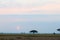 Evening in the savannah. Amboseli, Kenya