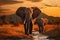 Evening scene elephants crossing Olifant River in Amboseli National Park