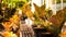 Evening Serenity: Well-arranged Ornamental Plants on Greenhouse Shelves