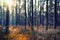 Evening setting sun through the trees in the forest