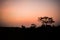 Evening silhouette landscape with plants and Trees in Kaziranga National Park Assam India