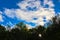 The evening sky with the light of the sun shining through the bushes, creating color in the bokeh style.