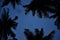 Evening sky with palm leaves on background
