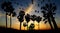 Evening sky with palms and birds silhouettes