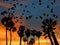 Evening sky with palms and birds silhouettes