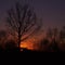 Evening sky with red clouds and sunset sun and black leafless trees