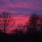 Evening sky with red clouds and sunset sun and black leafless trees