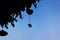 Evening sky with a silhouette heart hanging on a tree