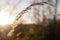 Evening spring sunlight back lighting common reed. April, Malvern Hills, UK