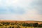 Evening summer rural countryside landscape. Agronomy, agriculture, cereal cultivation. Yellow field of wheat against a cloudy blue