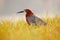 Evening sun, Rufescent Tiger-Heron, Tigrisoma lineatum, motteled bird with evening back light, in the nature habitat, Pantanal, Br