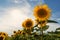 Evening sunflowers in the field