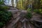 Evening sunlight through forest at Mount Baker in Washington state during Spring