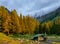 Evening sunlight illuminates edge of dark coniferous taiga