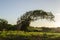 Evening Sunlight On Mango Tree