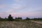 Evening sunlight and spruce tree on the coast, pink clouds and blue sky background. Beach in summer. Seaside forest nature