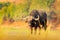 Evening sunset in Africa. African Buffalo, Cyncerus cafer, standing on the river bank, Chobe, Botswana