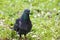 Evening sunset. A beautiful white and blue dove stands in the grass of a city park