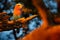 Evening sunset with bird on the tree. Beautiful African bird, close-up portrait. Detail portrait of beautiful bird. Lilac-breasted