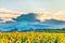 Evening sunset and dark rain clouds over a blooming sunflower field and suburbian homes