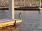 Evening Sunset Dolphin Cruise in Orange Beach, AL