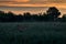 Evening sunset with leopard, nature habitat in Okavango delta, Botswana in Africa. Night in nature, big cat walk in grass, orange