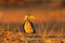 Evening sunset light with hornbill. Southern Yellow-billed Hornbill, Tockus leucomelas. Etosha, Namibia, Africa. Detail portrait