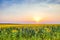 Evening sunset over a field of blooming sunflowers