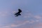 An evening sunset  silhouette of Osprey with a fresh fish catch flying back to its nest with a beautiful coloured summer sky