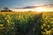 Evening sunshine over canola seed field