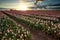 Evening sunshine over pink tulip field