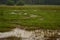 Evening view of kerala village paddy field