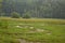 Evening view of kerala village paddy field