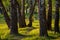 Evening view of a picturesque birch grove