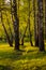 Evening view of a picturesque birch grove