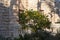 Evening  view of a small mandarin tree growing near a house on Hovevei Tsiyon Street in the old Jerusalem district Talbia -