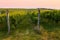 Evening view of the vineyards