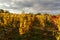 Evening on vineyards in the Czech Republic. Cloudy. Wine growing. Wine country.