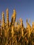 Evening wheat field