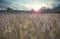 Evening wheat field