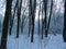 Evening winter forest landscape in the park, two trees stand side by side