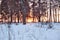 Evening winter landscape on outskirts of rural town, snow-covered streets and black silhouettes of trees