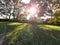 Evening winter sunshine through trees