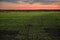 Evenly planted field with a growing crop on the background of the sunset
