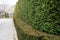 evenly trimmed evergreen hedge in the park