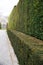 evenly trimmed evergreen hedge in the park