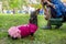 Event with dogs called Dachshund Parade. Cute black and tan doxie in vibrant pink doll dress and woman photographer, making shoot