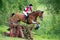 Eventer on horse jumping over a hurdle Log fence