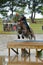 Eventing - Equestrian sport